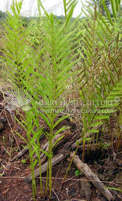 Blechnum indicum